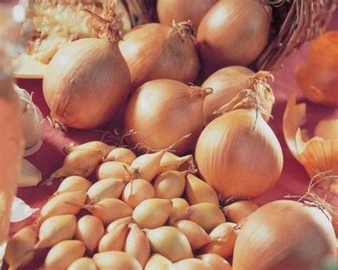 Лук севок озимый "Сеншуй Эллоу" 1кг (TOP Onionsets Nederland). – фото ...