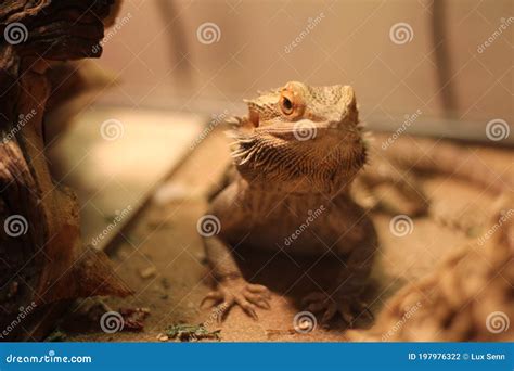 Domestic Adolescent Bearded Dragon Basking Stock Photo - Image of color ...