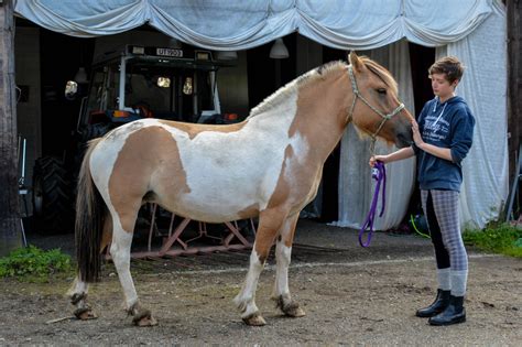 Fjord Horse Cross-Breeds. | Pumpkin Pony