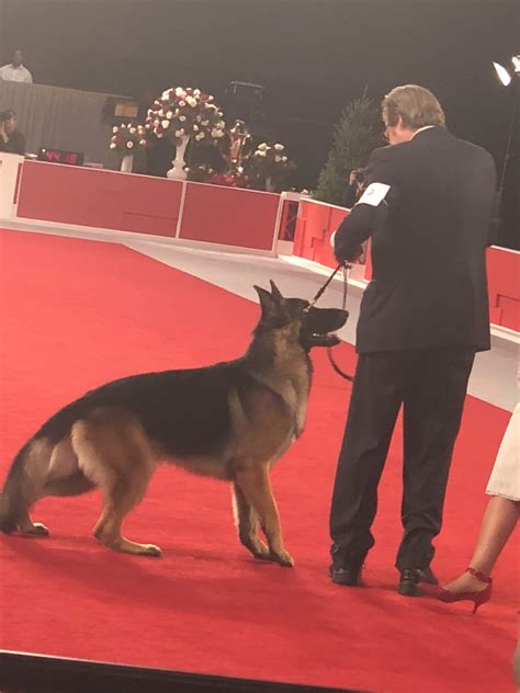 RoyalCaninAKCBestinShowHearding - Pretty Extraordinary