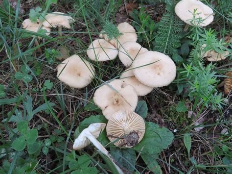 Опенок луговой (Marasmius oreades) фото и описание