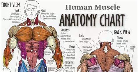 Muscle Groups Of The Human Body | Workout Up