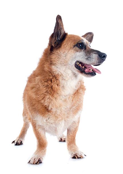 300+ Corgi Old Stock Photos, Pictures & Royalty-Free Images - iStock