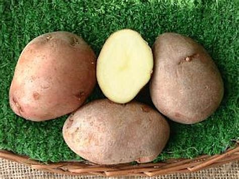 Sarpo Mira - Organic from Dundry Nurseries.