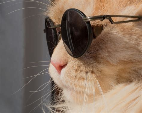 do cats regrow whiskers 7