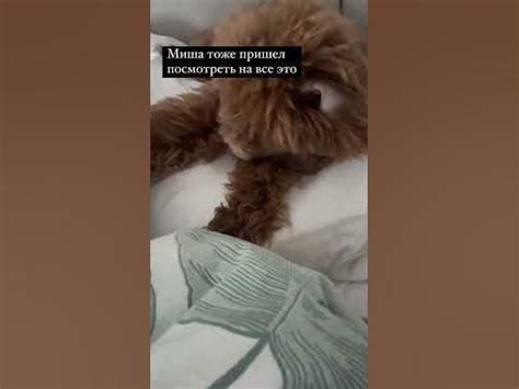 Жидковский поет с собаками #dogs #meme #beauty - YouTube