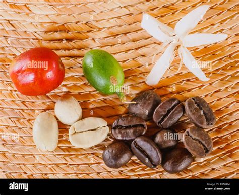 coffee flower ripe red coffee berry unripe coffee berry green coffee