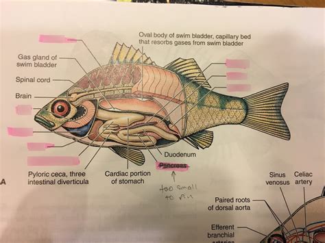 Zoology Lab Test 4 - Fish Dissection Diagram | Quizlet