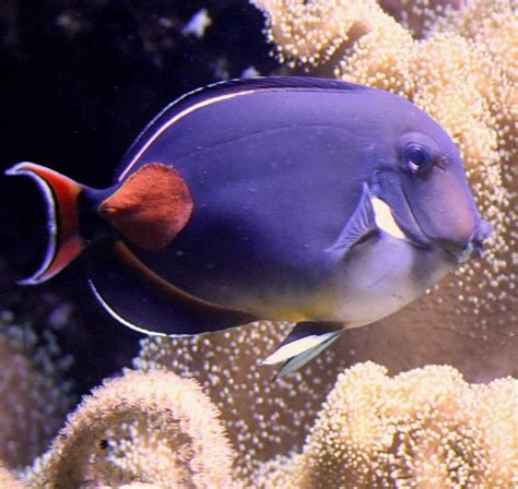 achilles tang
