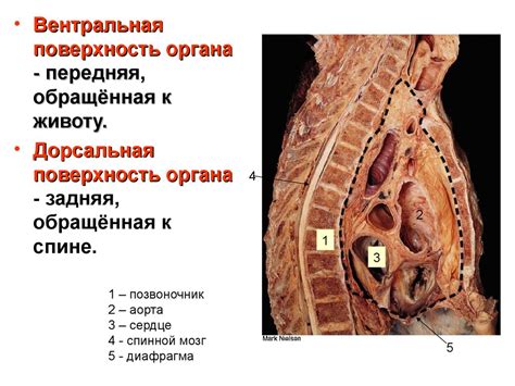 Анатомия и физиология как медицинские науки. Человек как предмет ...