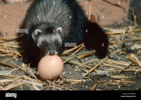 European Ferret / Polecat Stock Photo, Royalty Free Image: 8156137 - Alamy
