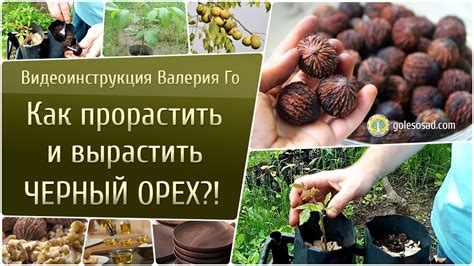 Как прорастить и вырастить черный орех?! - YouTube