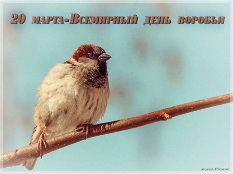 Рисунки к Дню Воробья - 20 марта.