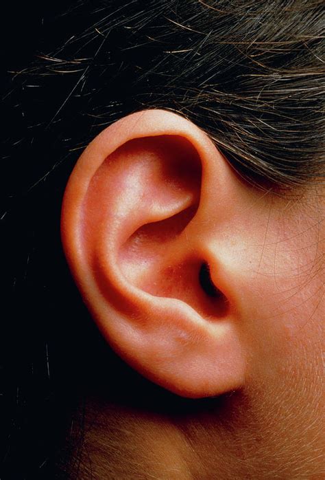 Human Ear