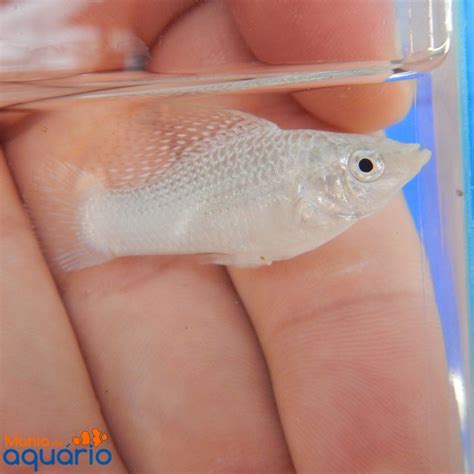 molinesia
