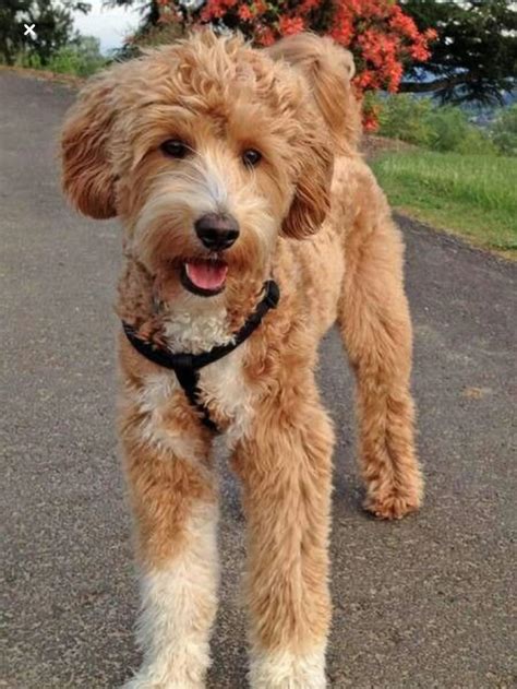 Goldendoodle | Poodle cross breeds, Goldendoodle puppy, Goldendoodle ...