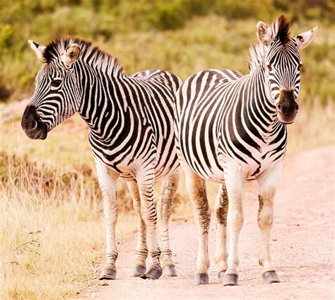 African Zebras Photos, Download The BEST Free African Zebras Stock ...