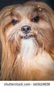 39 Vicious chihuahua Images, Stock Photos & Vectors | Shutterstock
