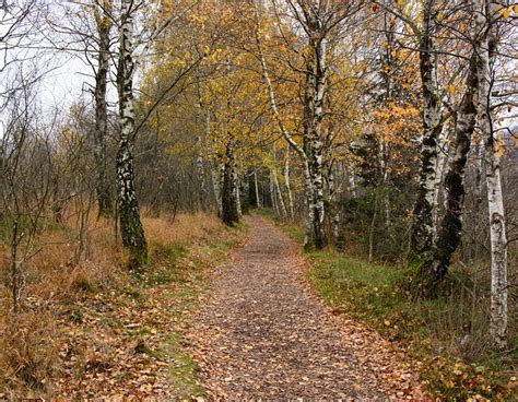 Birch Trees Forest Path - Free photo on Pixabay - Pixabay
