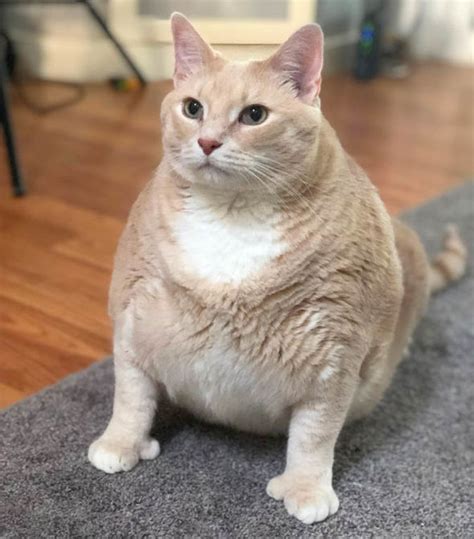 Morbidly Obese Cat