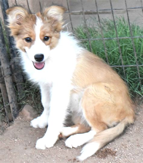 Border Collie Puppies For Sale In Arizona