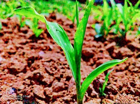 brown green  photo  pixabay pixabay