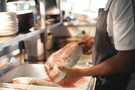 Snapper Arrives