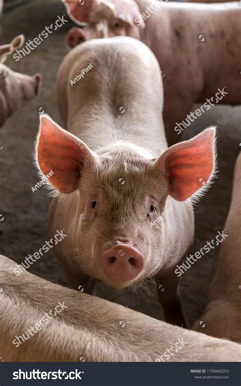 Pig Pork Farm Rural Grange Stock Photo 1708460353 | Shutterstock