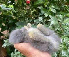 Dwarf Lionhead Bunny Rabbits for Sale near Clermont, Florida, United ...