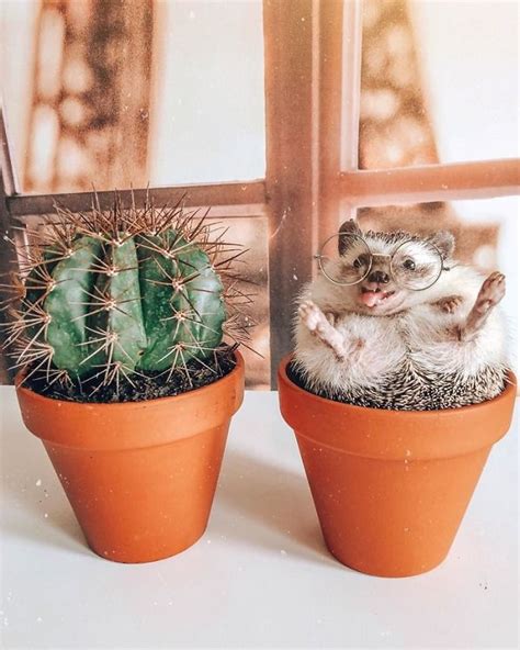 This Might Be the World's Most Adorable Hedgehog
