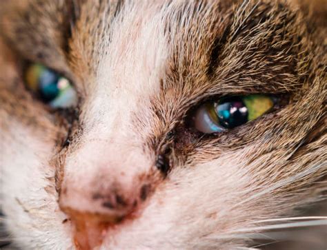 My Cat Is Sneezing & Has Eye Discharge: Top 3 Reasons