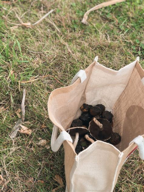 Love Food Hate Waste