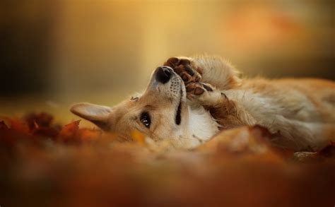cozy corgi charm hd animal bliss