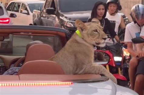 Lion cub in Bentley: Thai owner charged over possessing controlled ...