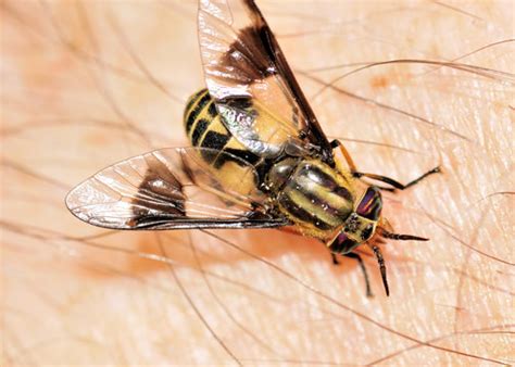 deer fly images browse  stock  vectors  video