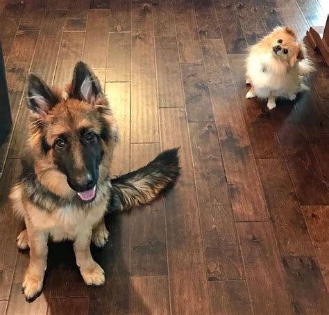 German Shepherd Mixed With Pomeranian