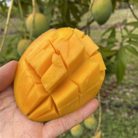 Angie Mango *Pre-Order for 2023* – Miami Fruit