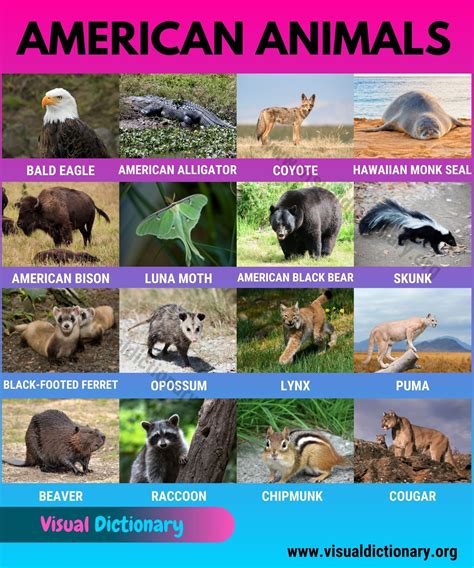 American Animals: Wonderful List 17 Animals Found in America - Visual