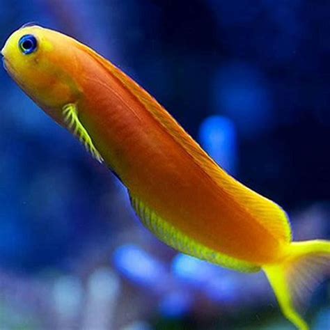 how to take care of a saltwater fish