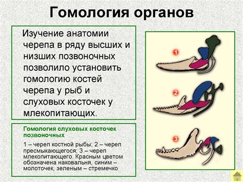 Доказательства эволюции - презентация онлайн
