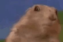 Dramatic Gopher Gif GIFs | Tenor