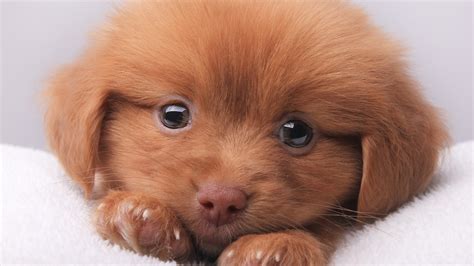 Cute Nova Scotia Duck Tolling Retriever - 4K Ultra HD Wallpaper