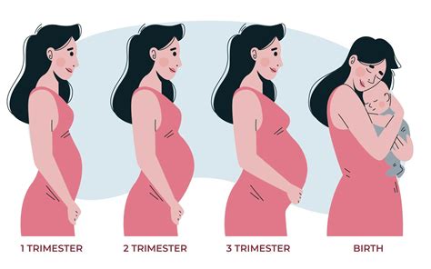 Stages of pregnancy : First, Second and Third Trimester - Tshela