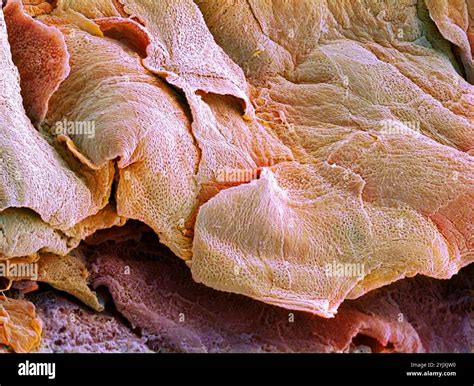 skin cells   microscope