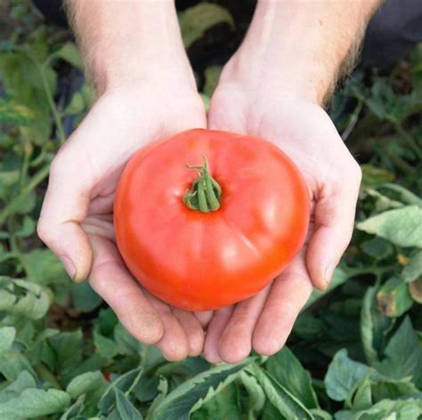 Томат Браун Кой F1 індетермінантний 100 шт, Yuksel Seeds