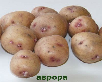 Сорта картофеля, фото и описание, отзывы.