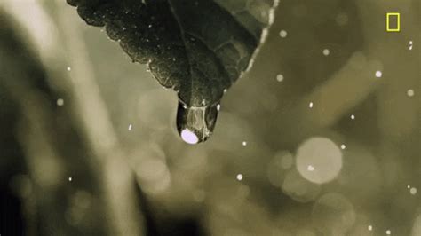 Water Drop GIFs - Find & Share on GIPHY