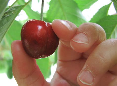 cherry picking  scripture thepreachersword