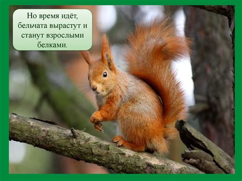 Белка - лесной зверек - презентация онлайн