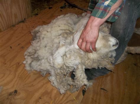 Fairchild Farmgirl: It's Sheep Shearing Day!